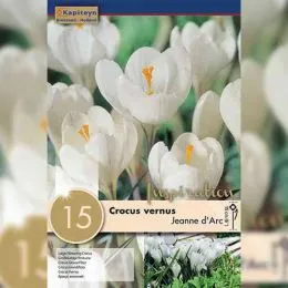 Крокус Jeanne D'arc (Брендовые луковицы KAPITEYN®) фото