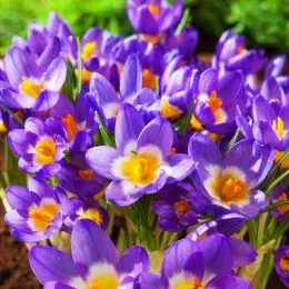 Крокус Tricolor фото