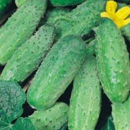 Огурец Палец фото