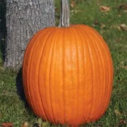 Тыква Champion F1 фото