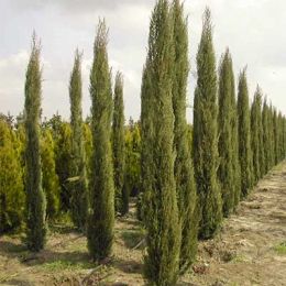 Кипарис вечнозеленый фото