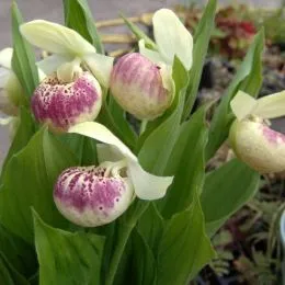 Циприпедиум Reginae Flavum фото