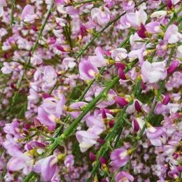 Ракитник Moyclare Pink фото