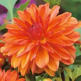 Георгина Berliner Orange фото