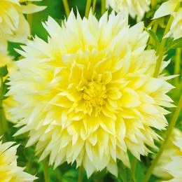 Георгина Canary Fubuki фото