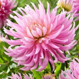 Георгина Hollyhil Cotton Candy фото