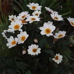 Георгина HS Princess фото