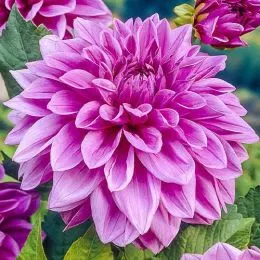 Георгина Lilac Time фото