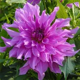 Георгина Lavender Ruffles фото