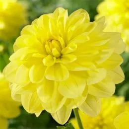 Георгина Sunlady фото