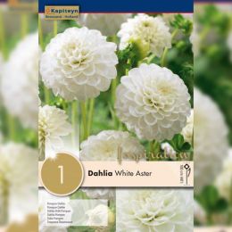 Георгина White Aster (Брендовые луковицы KAPITEYN®) фото