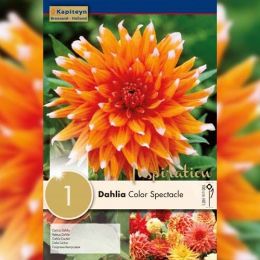 Георгина Color Spectacle (Брендовые луковицы KAPITEYN®) фото