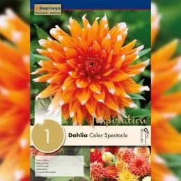 Георгина Color Spectacle (Брендовые луковицы KAPITEYN®) фото