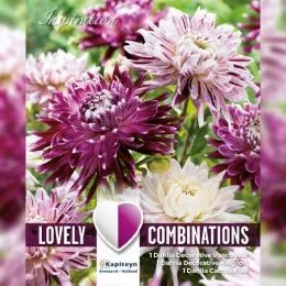 Георгина декоративная Violet and White (Брендовые луковицы KAPITEYN®) фото