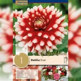 Георгина Duet (Брендовые луковицы KAPITEYN®) фото