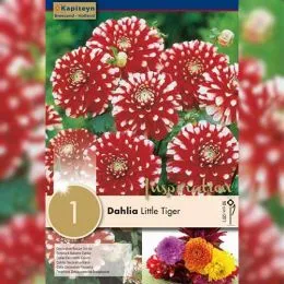 Георгина Little Tiger (Брендовые луковицы KAPITEYN®) фото