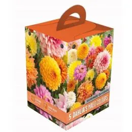 Георгина Mixed Colours Box Summer Garden (Брендовые луковицы KAPITEYN®) фото