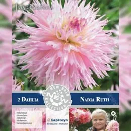 Георгина Nadia Ruth (Брендовые луковицы KAPITEYN®) фото