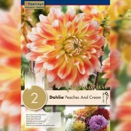 Георгина Peaches and Cream (Брендовые луковицы KAPITEYN®) фото