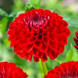 Георгина Sunny Boy Red фото