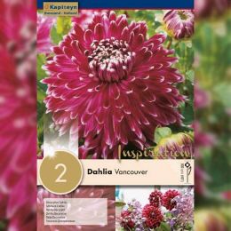 Георгина Vancouver (Брендовые луковицы KAPITEYN®) фото