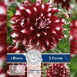 Георгина X Factor (Брендовые луковицы KAPITEYN®) фото