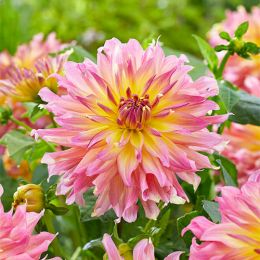 Георгина Go Go Pink Yellow фото