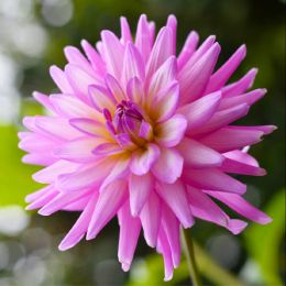 Георгина Karma Pink Corona фото