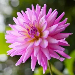 Георгина Karma Pink Corona фото