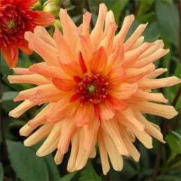 Георгина Orange Pygmy фото