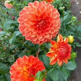 Георгина Orange Symphony фото