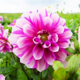Георгина Priceless Pink фото