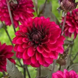 Георгина Purple Flame фото