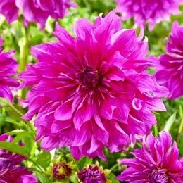 Георгина Purple Taiheijo фото