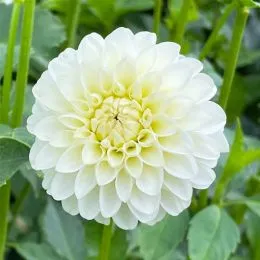 Георгина White Aster фото