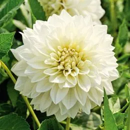 Георгина White Perfection фото