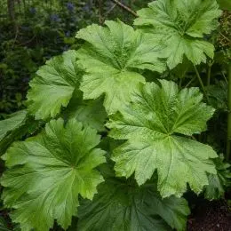Дармера Peltata фото