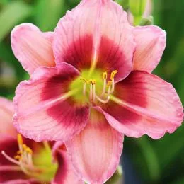 Лилейник Dress Pink фото