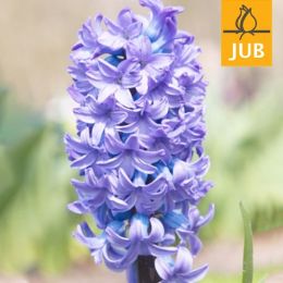 Гиацинт Delfts Blauw (Брендовые луковицы Jub Holland) фото