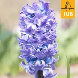 Гиацинт Delfts Blauw (Брендовые луковицы Jub Holland) фото