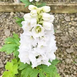 Дельфиниум Magic Fountains Pure White фото