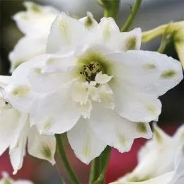 Дельфиниум Magic Fountain White фото