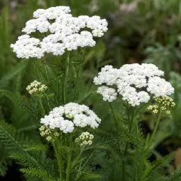 Тысячелистник Perry's White фото