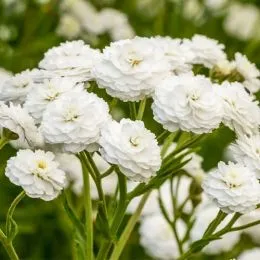 Тысячелистник Perry's White фото