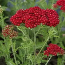 Тысячелистник Red Velvet фото