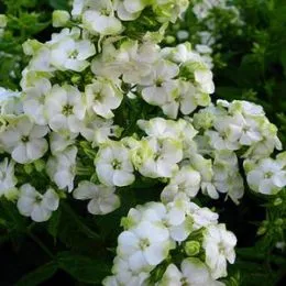 Флокс Jade фото