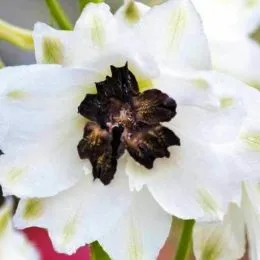 Дельфиниум Magic Fountain White Dark Bee фото