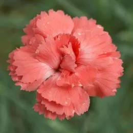 Гвоздика Diana фото