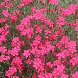 Гвоздика Brilliant фото