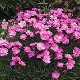 Гвоздика Dinetta Pink фото